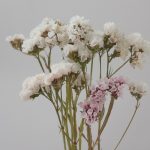 Ein Trockenstrauß ist auch immer schön. (Foto: dpa)