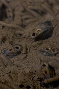 Laien sehen nur Schlamm - Georg Becker eine ganz Welt von Lebewesen. Foto: Michael Bause