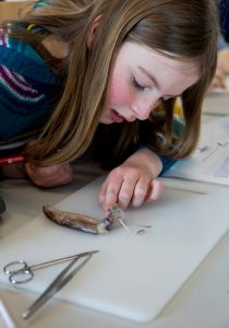 Auf der Forschungsstation dürfen auch Schüler mit ihrer Klasse an biologischen Fragestellungen arbeiten. Foto: Michael Bause
