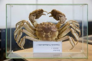 Die chinesische Wollhandkrabbe wurde im Rhein gefunden. Sie wurde durch ein ausländisches Schiff eingeschleppt. Foto: Michael Bause