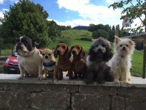 Sechs Hunde sitzen auf einer Mauer. (Foto: Tatjana Zimek)