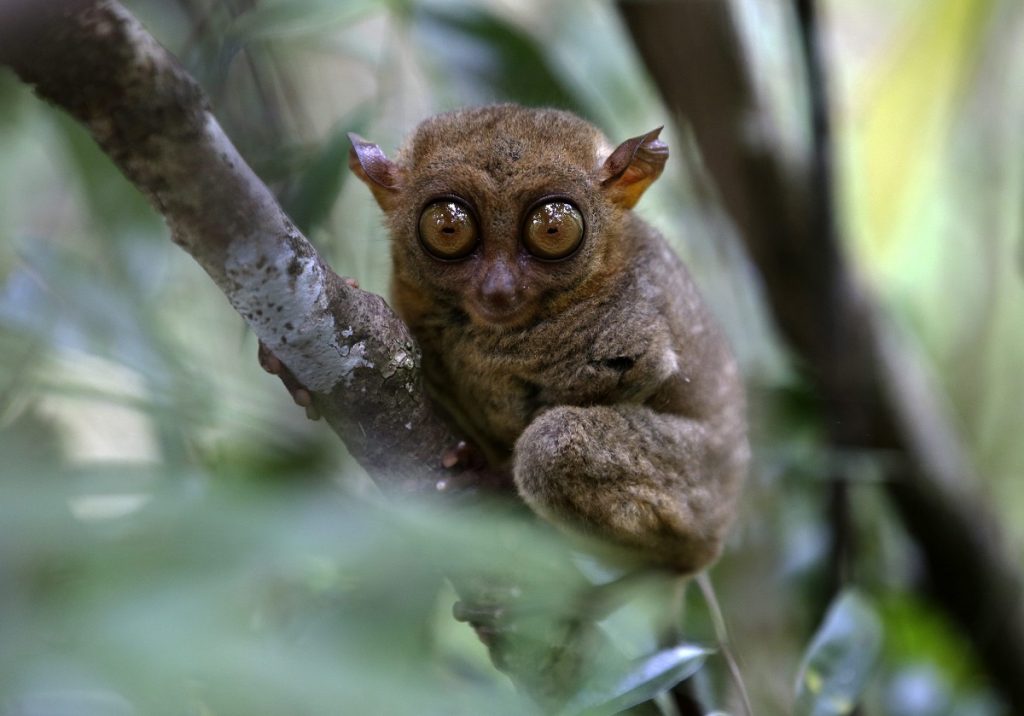 Koboldmakis springen von Ast zu Ast auf der Suche nach Insekten. (Foto: dpa)