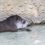 Kinderseite Wie gehen Tiere mit Hitze um im Kölner Zoo. Der Tapir Köln 02.08.2018 Der Tapir lässt es im Wasser ruhig angehen. (Foto: Michael Bause)
