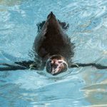 Pinguine lieben das kühle Wasser das ganze Jahr über. (Foto: Michael Bause)