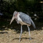 Marabu (Foto: Michael Bause)