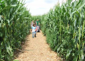 Das Maislabyrinth ist gar nicht so einfach. (Foto: Bubenheimer Spieleland)