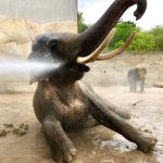 Elefant Foto: Archiv