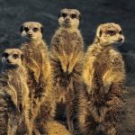 Die Erdmännchen haben eigentlich kein Problem mit der Hitze. (Foto: Archiv)