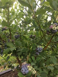 Auch Heidelbeeren gibt es auf dem Engels Hof zu pflücken. (Foto: Engels Hof)