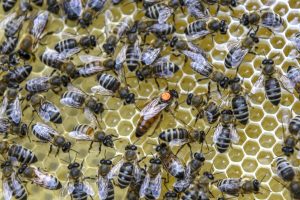 Die Bienenkönigin ist der Mittelpunkt des Volkes. (Bild: Uwe Weiser)