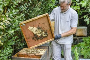 Wer Bienen hält, hat immer was zu tun. (Uwe Weiser)