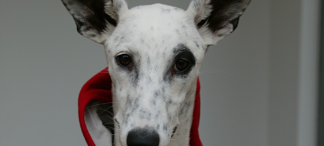Hund