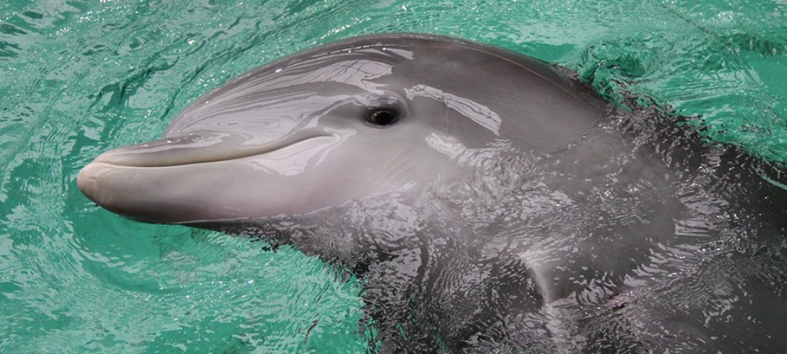 Delfin