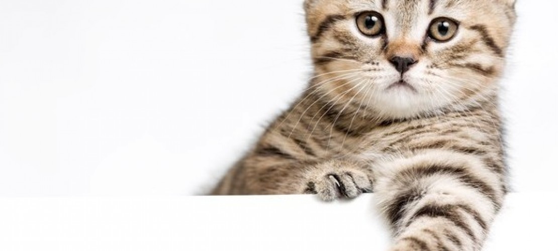 Haustier-Serie: Die Katze