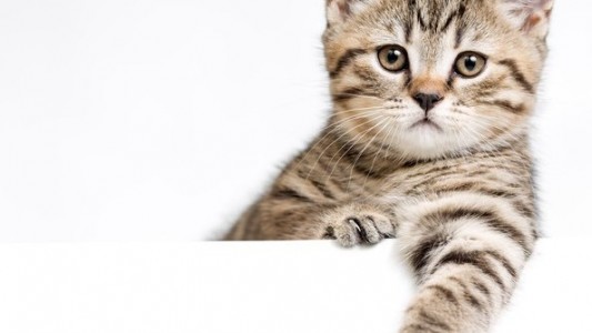 Haustier-Serie: Die Katze