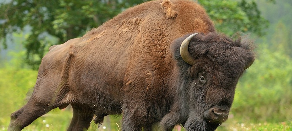 Bison
