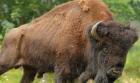 Bison