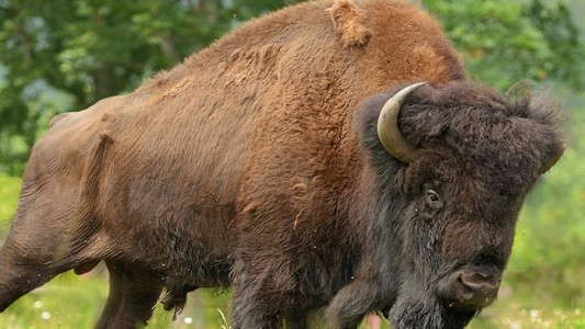 Bison