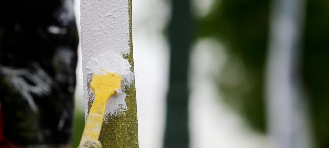 Bekommen Bäume Sonnenbrand?