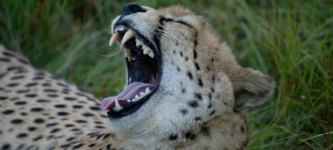 Gepard