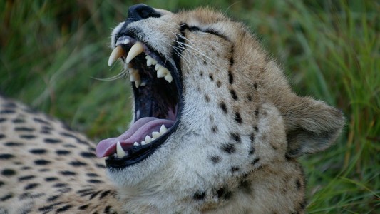 Gepard