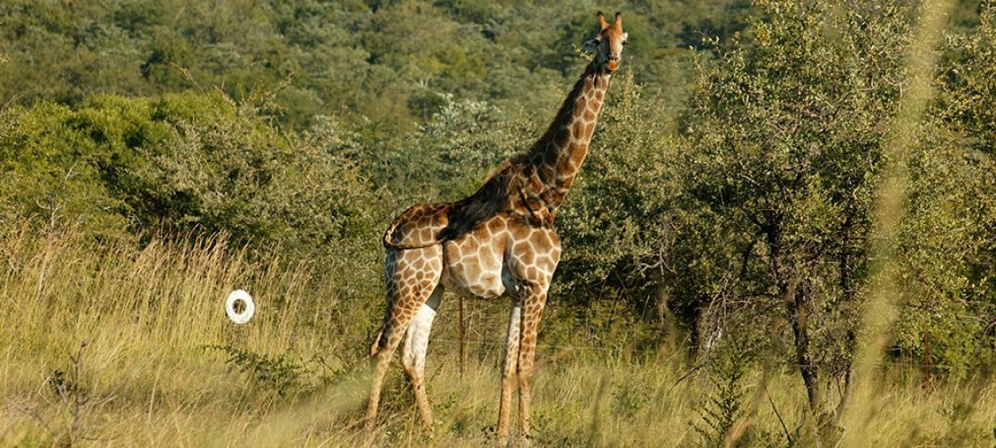 Giraffe