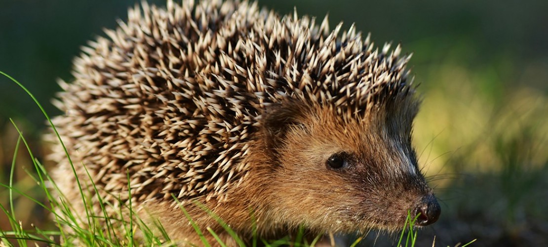 Igel