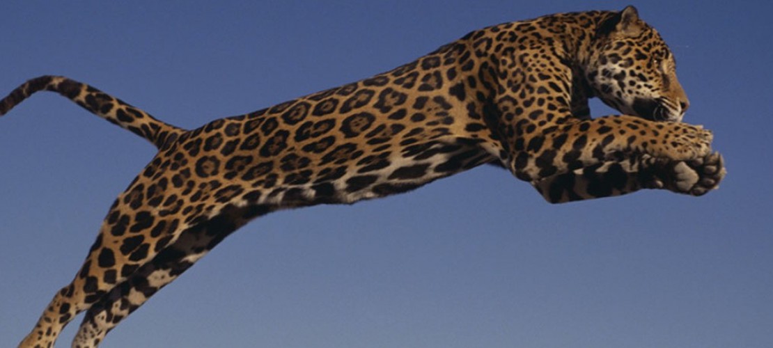 Jaguar