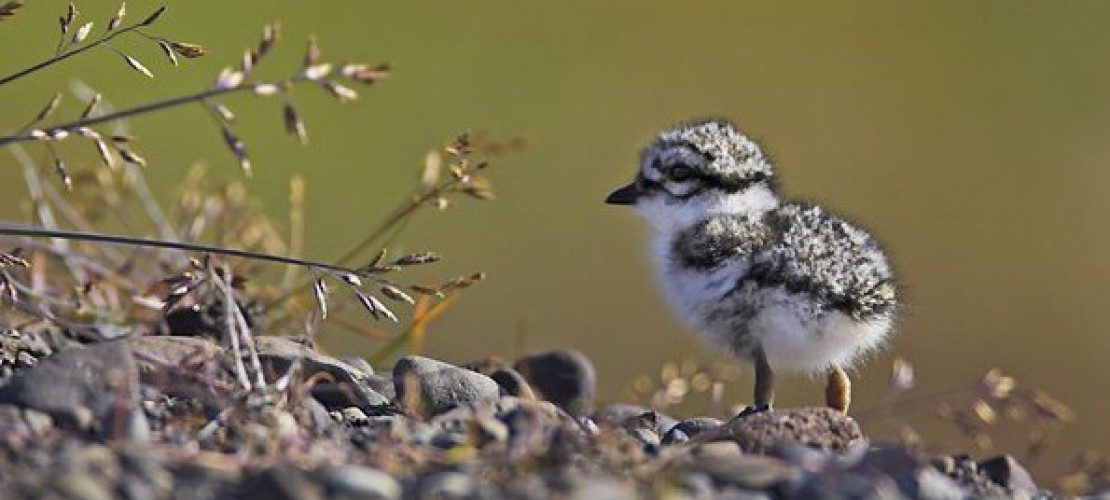 Sollte man junge Vögel retten?