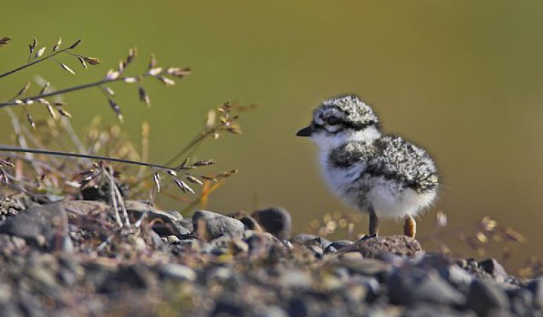 Sollte man junge Vögel retten?