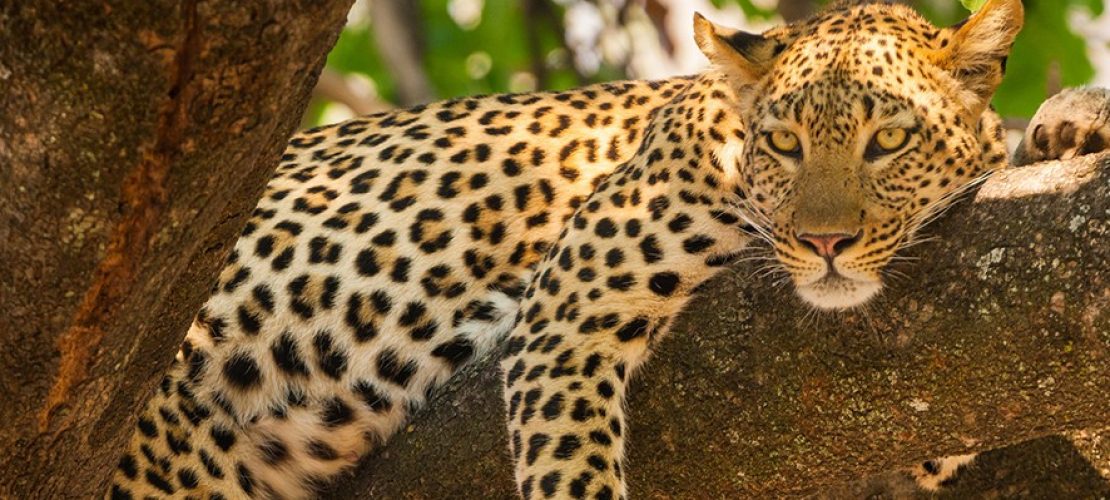 Die “Big Five” in Afrika