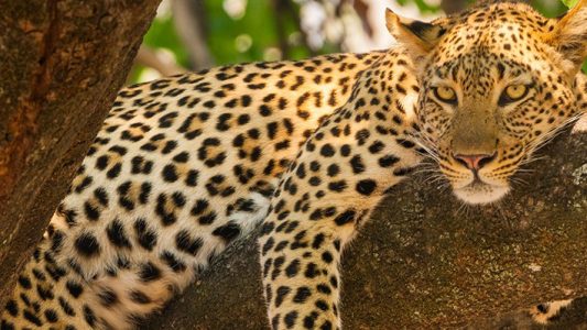 Die “Big Five” in Afrika