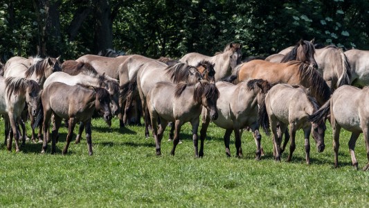 Wo die wilden Pferde wohnen