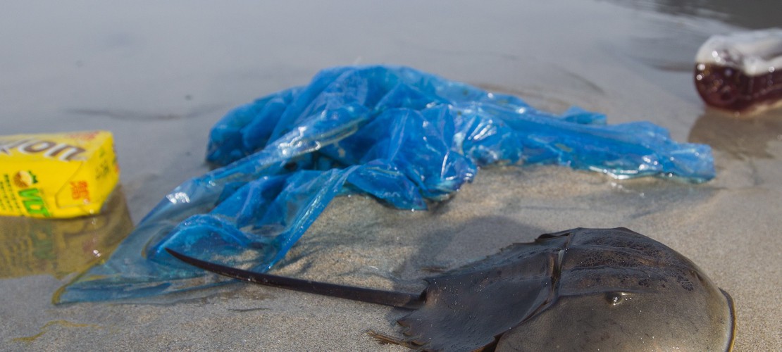 Pfui, Plastiktüten im Walbauch