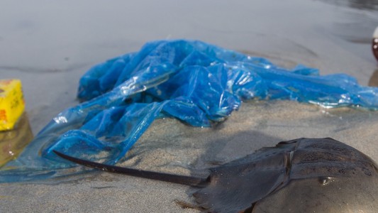 Pfui, Plastiktüten im Walbauch