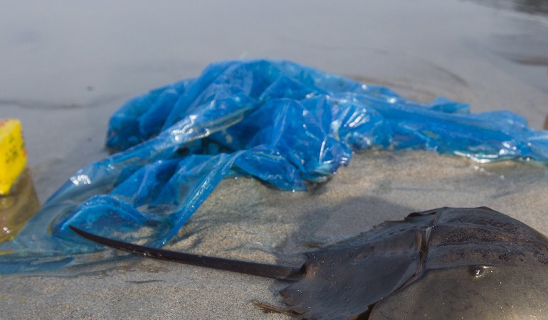 Pfui, Plastiktüten im Walbauch