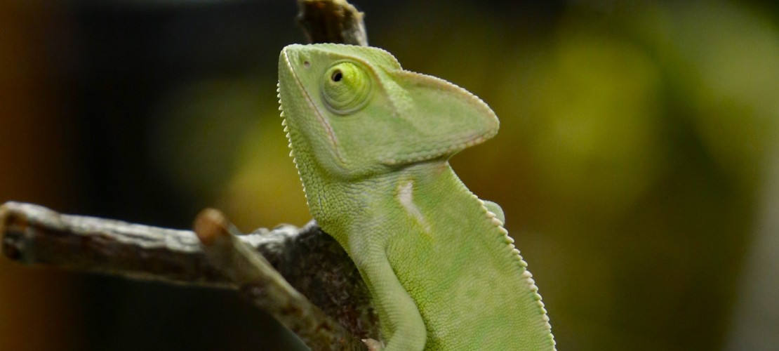 Chamäleon