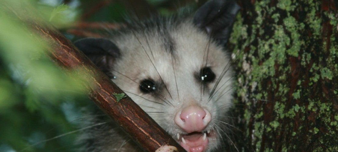 Opossum