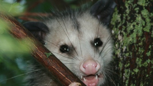 Opossum