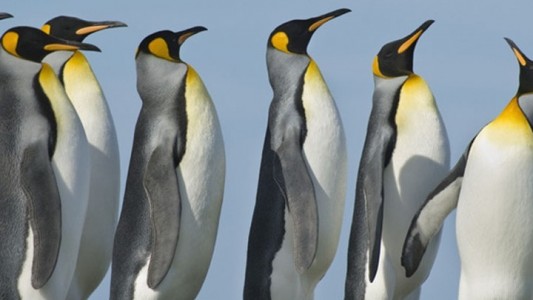 Kriegen Pinguine kalte Füße?