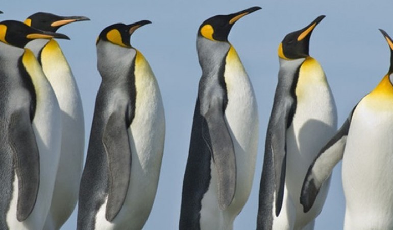 Kriegen Pinguine kalte Füße?