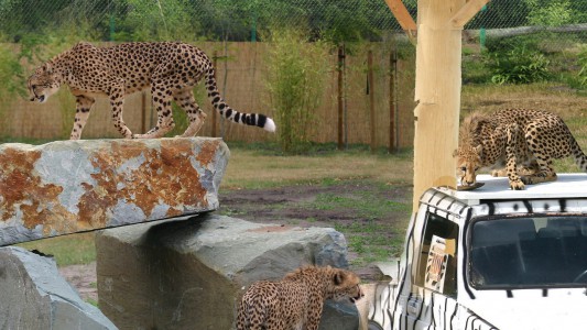 Safaripark in Stukenbrock