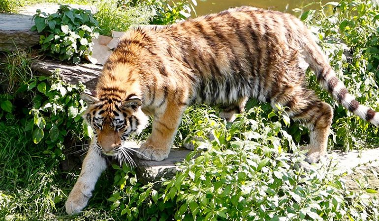 Mehr Tiger sollen in Freiheit leben