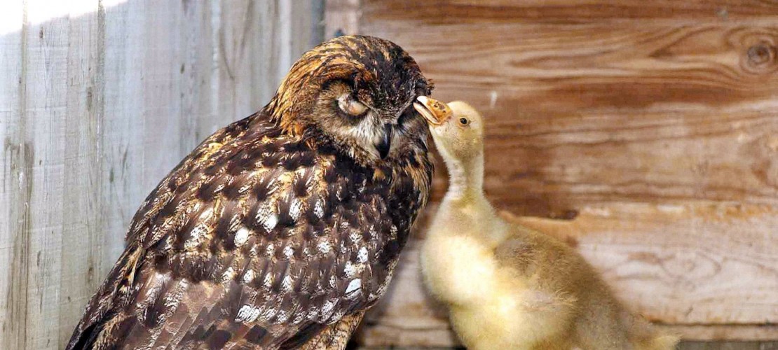 Ungleiche Paare in der Tierwelt