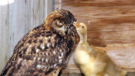 Ungleiche Paare in der Tierwelt