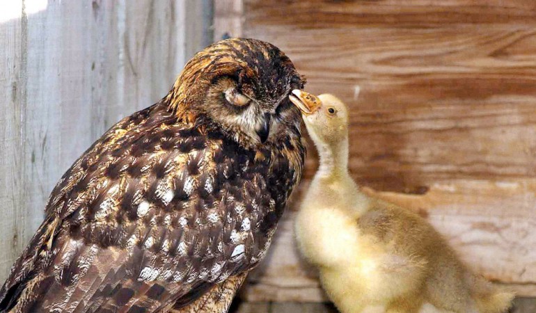 Ungleiche Paare in der Tierwelt