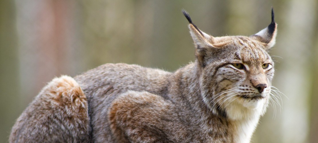 Auf leisen Pfoten durch die Eifel