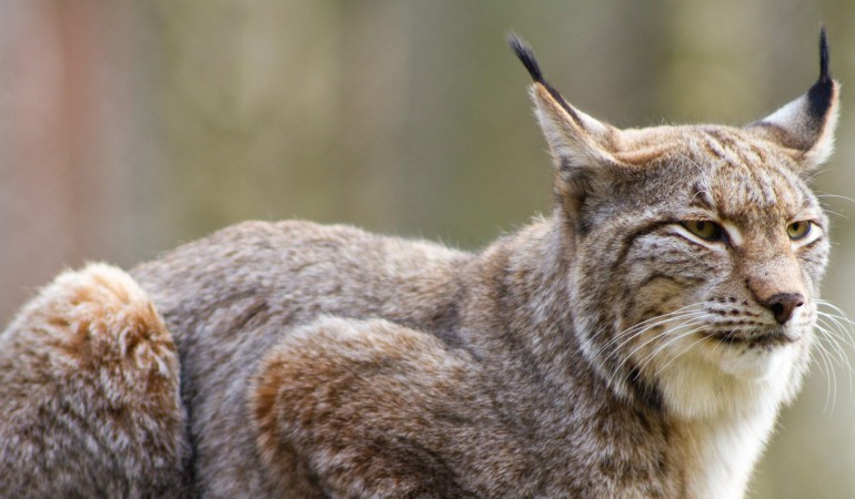 Auf leisen Pfoten durch die Eifel