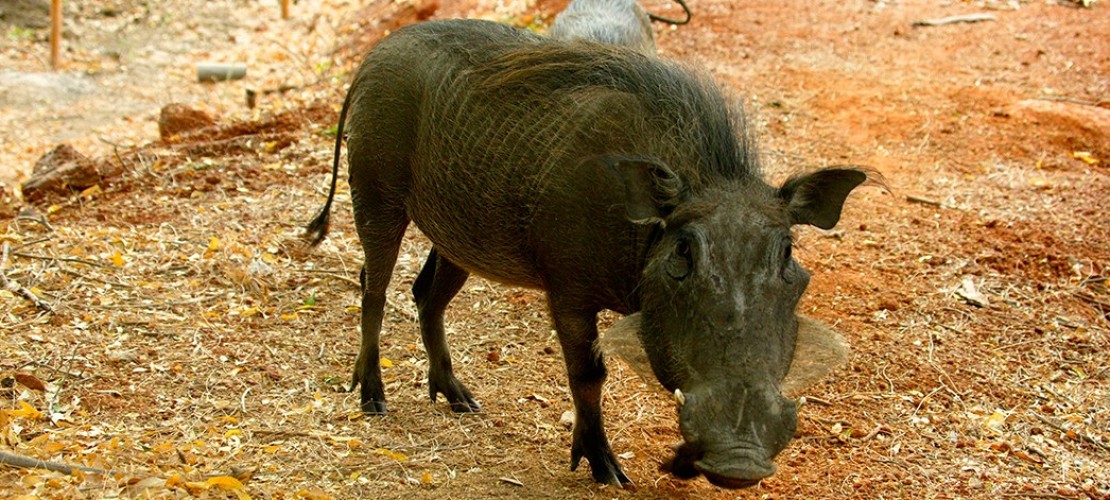 Warzenschwein