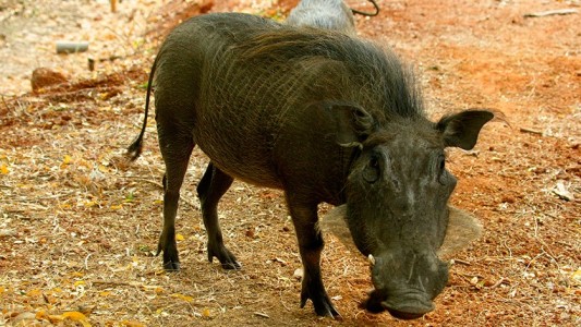 Warzenschwein